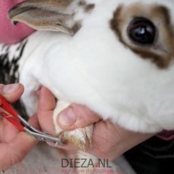 Nagels knippen 1x konijn