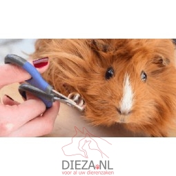 Nagels knippen 1x cavia