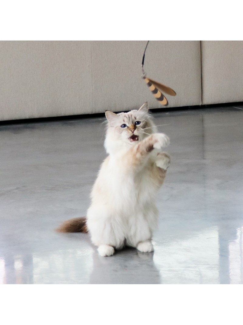 I love happy cats connor vlieghengel 3 prooien